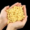 sg-11134201-7qvfs-lk3ajpa3g0c4d8.webp Maggot Grub Soft Worm Lure 2cm 100Pcs